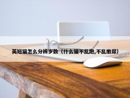 英短猫怎么分辨岁数（什么猫不乱跑,不乱撒尿）