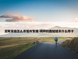 泥鳅家庭怎么养殖和繁殖-纯种的鹿娃娃长什么样子