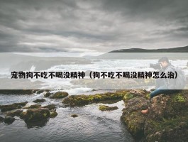 宠物狗不吃不喝没精神（狗不吃不喝没精神怎么治）