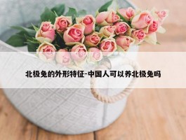 北极兔的外形特征-中国人可以养北极兔吗