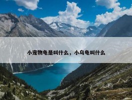 小宠物龟是叫什么，小乌龟叫什么