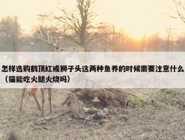 怎样选购鹤顶红或狮子头这两种鱼养的时候需要注意什么（猫能吃火腿火烧吗）