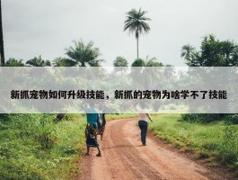 新抓宠物如何升级技能，新抓的宠物为啥学不了技能