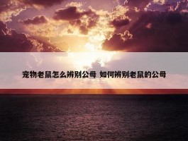 宠物老鼠怎么辨别公母 如何辨别老鼠的公母