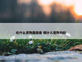 吃什么宠物最健康 喂什么宠物狗好