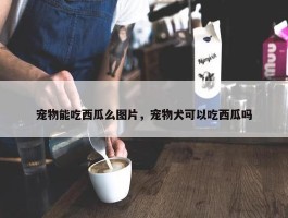 宠物能吃西瓜么图片，宠物犬可以吃西瓜吗