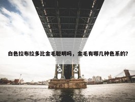 白色拉布拉多比金毛聪明吗，金毛有哪几种色系的？