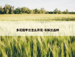 多花指甲兰怎么开花-石斛兰品种