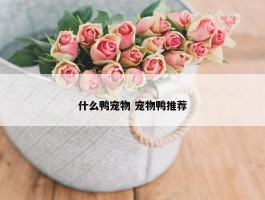 什么鸭宠物 宠物鸭推荐