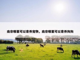 南京哪里可以寄养宠物，南京哪里可以寄养狗狗