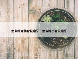 怎么给宠物仓鼠磨牙，怎么给小仓鼠磨牙