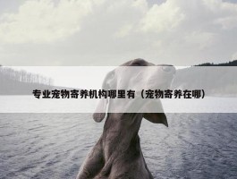 专业宠物寄养机构哪里有（宠物寄养在哪）