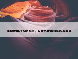 哪种水果对宠物有害，吃什么水果对狗狗有好处