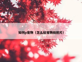 如何p宠物（怎么给宠物拍照片）