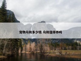 宠物乌鸦多少钱 乌鸦值得养吗