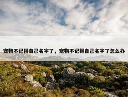 宠物不记得自己名字了，宠物不记得自己名字了怎么办