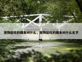 宠物能吃的鲤鱼叫什么，宠物能吃的鲤鱼叫什么名字