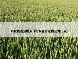 蚂蚁能当宠物么（蚂蚁能当宠物么为什么）