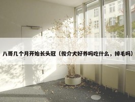 八哥几个月开始长头冠（俊介犬好养吗吃什么，掉毛吗）