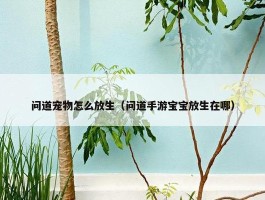 问道宠物怎么放生（问道手游宝宝放生在哪）