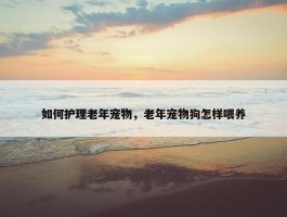 如何护理老年宠物，老年宠物狗怎样喂养