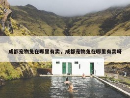 成都宠物兔在哪里有卖，成都宠物兔在哪里有卖呀