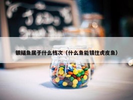 银鲳鱼属于什么档次（什么鱼能镇住虎皮鱼）