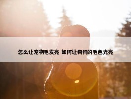 怎么让宠物毛发亮 如何让狗狗的毛色光亮