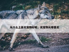 从什么上面买宠物好呢，买宠物从哪里买