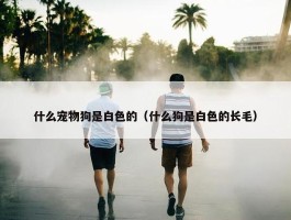 什么宠物狗是白色的（什么狗是白色的长毛）