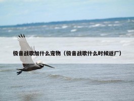 极音战歌加什么宠物（极音战歌什么时候返厂）