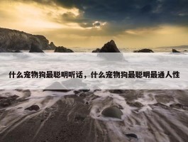 什么宠物狗最聪明听话，什么宠物狗最聪明最通人性