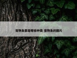 宠物鱼都是哪些种类 宠物鱼的图片