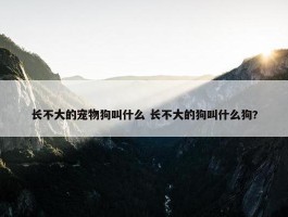 长不大的宠物狗叫什么 长不大的狗叫什么狗?