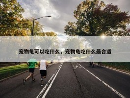 宠物龟可以吃什么，宠物龟吃什么最合适