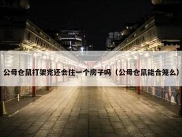 公母仓鼠打架完还会住一个房子吗（公母仓鼠能合笼么）