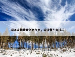 问道宠物黄龙怎么加点，问道黄伤害技巧