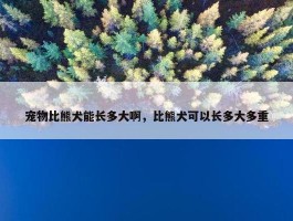 宠物比熊犬能长多大啊，比熊犬可以长多大多重