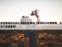 中华草龟可以驻扎蓝色的盆里吗（我家的小松狮黑嘴。长大了会退色吗）