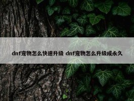 dnf宠物怎么快速升级 dnf宠物怎么升级成永久