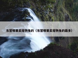 东营哪里卖宠物兔的（东营哪里卖宠物兔的最多）