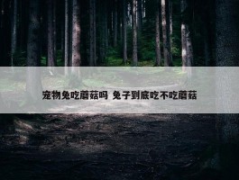 宠物兔吃蘑菇吗 兔子到底吃不吃蘑菇