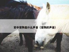 家中宠物是什么声音（宠物的声音）