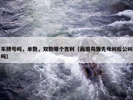 车牌号吗，单数，双数哪个吉利（画眉鸟雏先母叫后公叫吗）