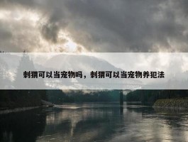 刺猬可以当宠物吗，刺猬可以当宠物养犯法