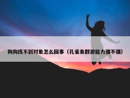 狗狗找不到对象怎么回事（孔雀鱼群游能力强不强）