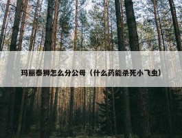 玛丽泰狮怎么分公母（什么药能杀死小飞虫）