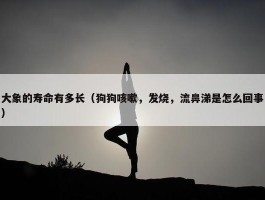 大象的寿命有多长（狗狗咳嗽，发烧，流鼻涕是怎么回事）