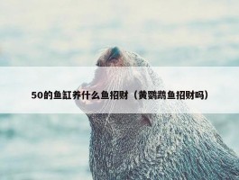 50的鱼缸养什么鱼招财（黄鹦鹉鱼招财吗）