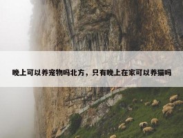 晚上可以养宠物吗北方，只有晚上在家可以养猫吗